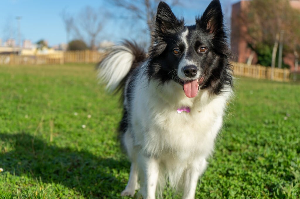 Cão da raça Collie em um gramado